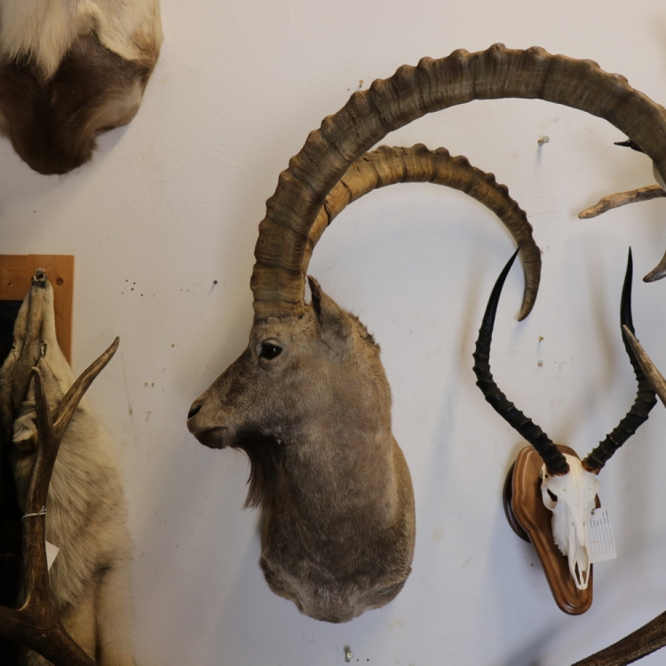 寰宇國際獵搜有限公司wild Hunting Corp