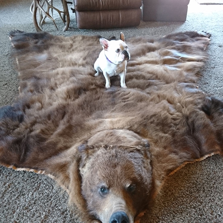 棕熊皮毯
