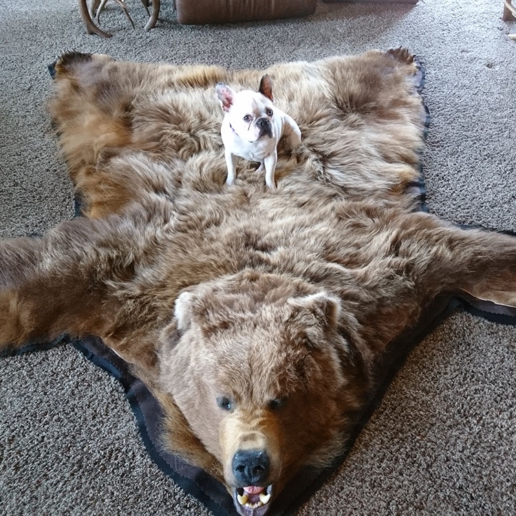 棕熊皮毯2